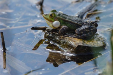 Der Frosch sitzt auf einem Blatt auf der Wasseroberfläche im Teich