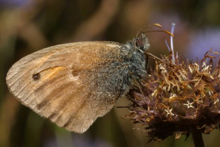 Brauner Schmetterling im Sommer auf der Wiese sitzt auf einer Blume, Nahaufnahme
