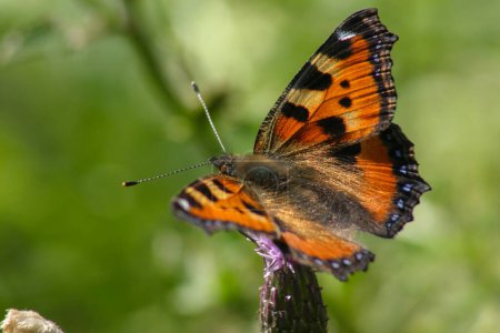 Téléchargez les photos : Papillon orange en été dans la prairie se trouve sur les fleurs - en image libre de droit
