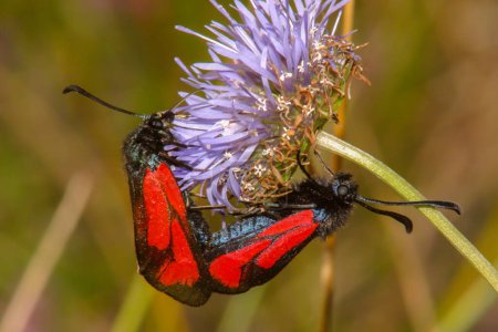 Red moth in nature on macro flowers in a natural environment