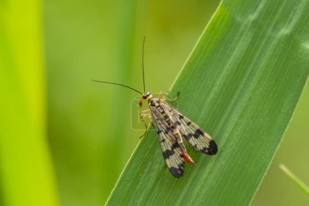 Ein kleines Insekt auf einem Blatt in einer natürlichen Umgebung, Makro