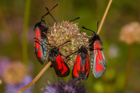 Téléchargez les photos : La teigne rouge dans la nature sur les macro fleurs dans un environnement naturel - en image libre de droit