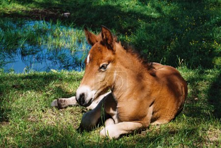 Brown young horse, the foal is resting on the grass by the lake
