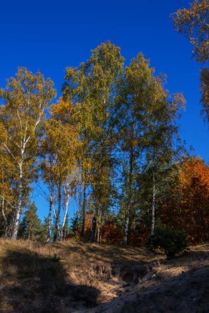 Téléchargez les photos : Bouleaux en automne dans un environnement naturel, automne doré, Pologne, Podlasie - en image libre de droit