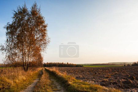 View of the arable field in autumn, agriculture in the countryside, autumn harvest collections, Poland, Podlasie
