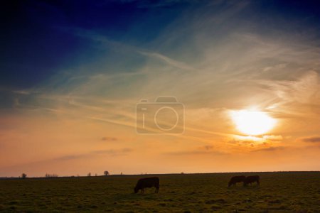 View of the pasture, rural landscape, cows graze at sunset