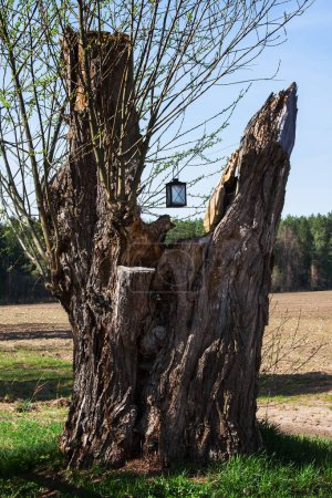 Trunk of an old rotten tree, a willow crying at the beginning of the village, a lamp for the lost
