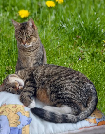 Photo for Two cats rest after playing in the home garden together, one cat is daring and a friend watches - Royalty Free Image