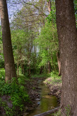 Blick auf einen Wildbach, der durch den Wald fließt, natürliche Umgebung