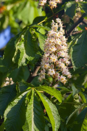 Chestnut flowers on a sunny day in spring, natural environment, time of flourishing trees