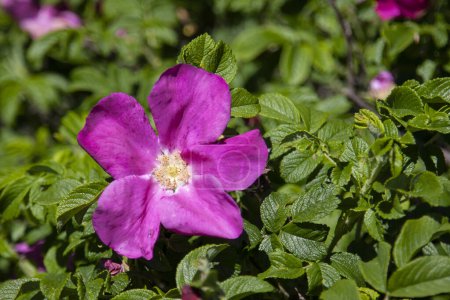Wildrose brennt in der natürlichen Umgebung, rosa Blüten am wilden Strauch
