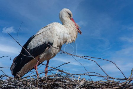 Portrait of a white stork on the nest, large close -up, natural environment