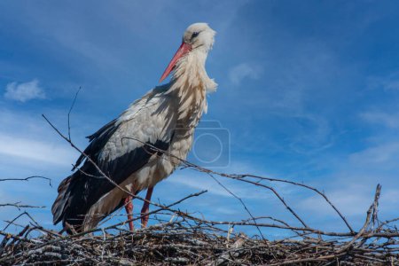 Portrait of a white stork on the nest, large close -up, natural environment