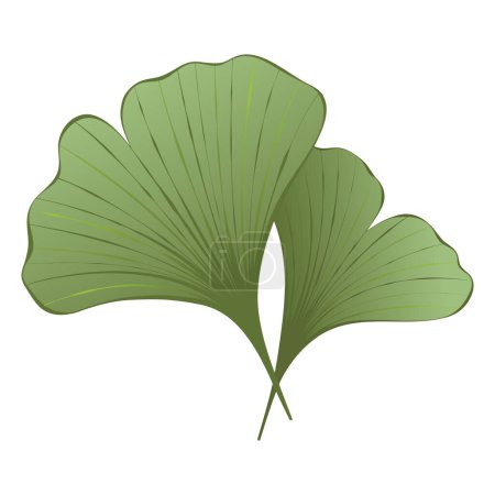 Illustration for Green ginkgo leaves isolated on white background. Vector illustration for logo design, print, textile. Art on the theme of ecology and nature - Royalty Free Image
