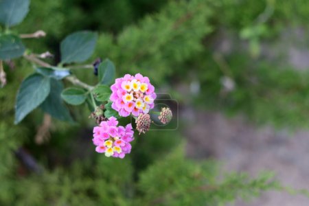 Foto de Flores silvestres de primavera cerca de la foto. Naturaleza de Oriente Medio. Concepto de ternura. - Imagen libre de derechos