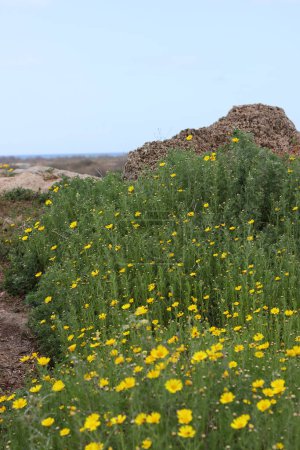 Foto de Flores silvestres de primavera cerca de la foto. Naturaleza de Oriente Medio. Concepto de ternura. - Imagen libre de derechos
