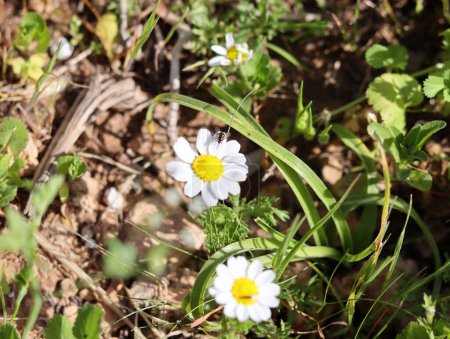Foto de Hermosas flores silvestres foto. Temporada de primavera en Israel. - Imagen libre de derechos