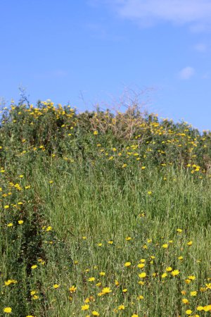 Foto de Flores de primavera en una colina. Las plantas y flores de Israel. Hermoso día soleado al aire libre. - Imagen libre de derechos