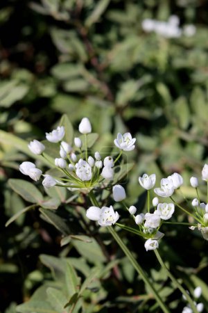 Foto de Hermosas flores silvestres foto. Temporada de primavera en Israel. - Imagen libre de derechos