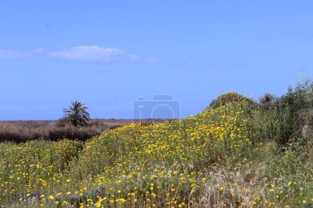 Foto de Flores de primavera en una colina. Las plantas y flores de Israel. Hermoso día soleado al aire libre. - Imagen libre de derechos