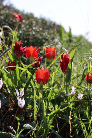 Foto de Flores silvestres de primavera cerca de la foto. Concepto de ternura. - Imagen libre de derechos