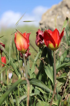 Foto de Flores silvestres de primavera cerca de la foto. Concepto de ternura. - Imagen libre de derechos