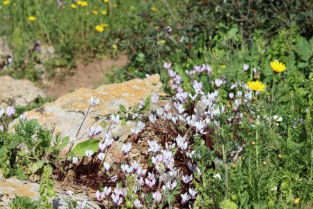 Foto de Flores de ciclamen cerca de la foto. Flores silvestres de Israel. Temporada de primavera. - Imagen libre de derechos