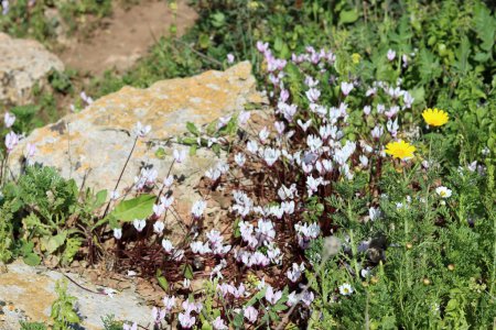 Foto de Flores de ciclamen cerca de la foto. Flores silvestres de Israel. Temporada de primavera. - Imagen libre de derechos