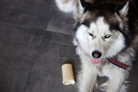 Photo for Siberian Husky dog lying on the floor with a toy. Young husky dog playing with bone. Organic dog toys concept. Grey background with copy space. Happy pet's life. - Royalty Free Image