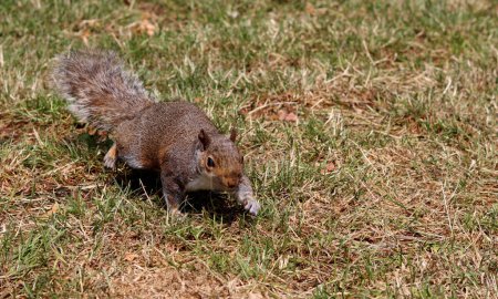 Téléchargez les photos : Écureuil à la recherche de nourriture sur le terrain dans un parc d'été. Gros plan d'un animal sauvage. - en image libre de droit