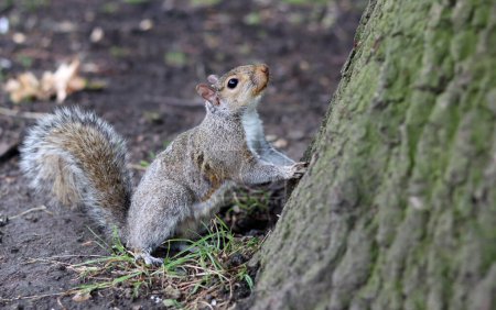 Téléchargez les photos : Curieux écureuil gris. Photo rapprochée de mignon écureuil européen gris. Animaux dans la nature concept. - en image libre de droit
