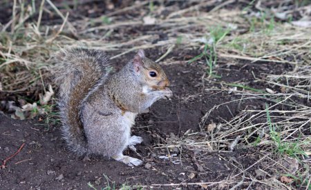 Photo for Squirrel looking for food on the ground in a summer park. Close-up of a wild animal. - Royalty Free Image