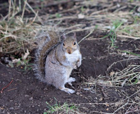 Foto de Ardilla buscando comida en el suelo en un parque de verano. Primer plano de un animal salvaje. - Imagen libre de derechos