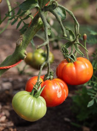 Foto de Tomates maduros que crecen en un invernadero. Verduras orgánicas frescas en un jardín. Concepto de alimentación saludable. - Imagen libre de derechos