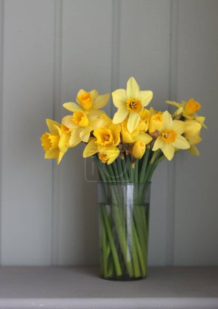 Easter greeting card. Bouquet of golden daffodils.Easter season concept.