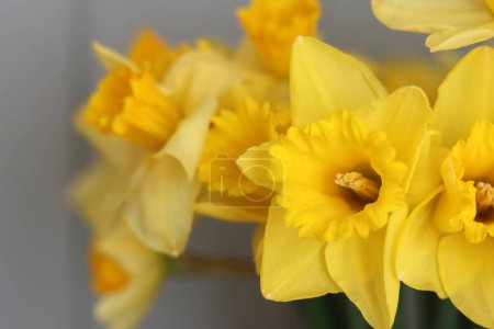 Nahaufnahme Foto von gelben Narzissen. Schöne Frühlingsblumen im Detail. 