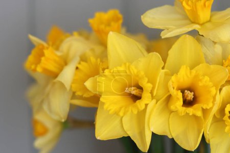 Close up photo of yellow daffodils. Beautiful spring flowers in detail. 
