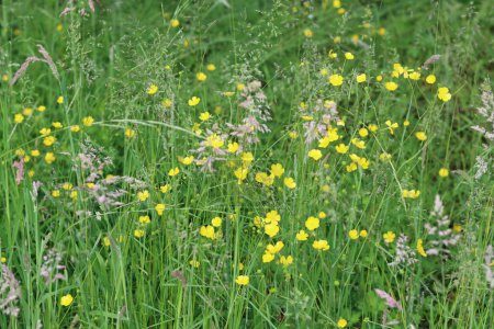 Cloe up photo of a meadow lawn, green grass, yellow wild flowers. Natural pattern. Summer field texture. Green abstract background. 