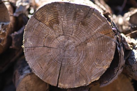 Detail des Querschnitts eines Holzstammes, wo man die Ringe sehen kann, die gezählt werden, um sein Alter zu kennen. Konzeptnutzung, natürliche Ressourcen, Holz, Bäume, Umwelt.