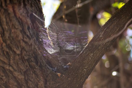 Detail eines Spinnennetzes, das sich zwischen den beiden Stämmen eines Baumes befindet, der von den Sonnenstrahlen beleuchtet wird. Konzept Natur, Spinnen, Insekten, Spinnweben.