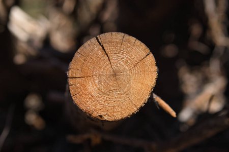 Detalle de la sección transversal de un tronco de madera donde se pueden ver los anillos que se cuentan para conocer su edad. Explotación de conceptos, recursos naturales, madera, árboles, medio ambiente.