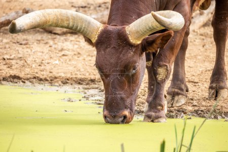 Photo for Close up watusi drinking from a pond - Royalty Free Image