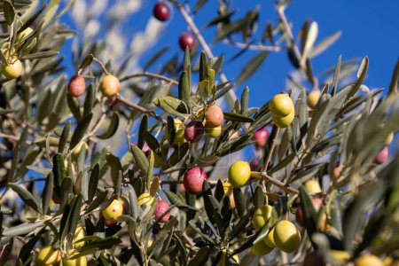 Téléchargez les photos : Branches d'olivier pleines d'olives gros plan - en image libre de droit