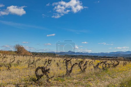 Photo for Field of vines in the countryside around the village of Rasteau (Vauluse, France) - Royalty Free Image