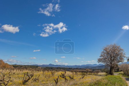 Photo for Field of vines in the countryside around the village of Rasteau (Vauluse, France) - Royalty Free Image