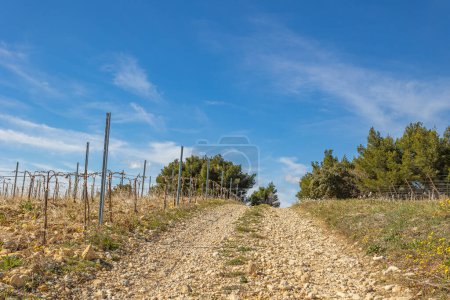 Photo for Path in vineyards in the countryside around the village of Rasteau (Vauluse, France) - Royalty Free Image