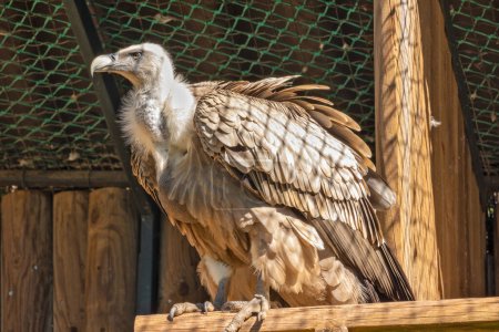 Photo for Close up portrait of a griffon vulture - Royalty Free Image