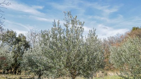 Photo for Olive grove in the south of France - Royalty Free Image