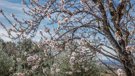 Photo for Tree full of pretty pink flowers in spring - Royalty Free Image