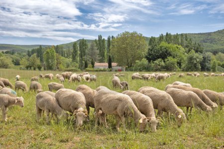 Téléchargez les photos : Troupeau de moutons dans une prairie - en image libre de droit